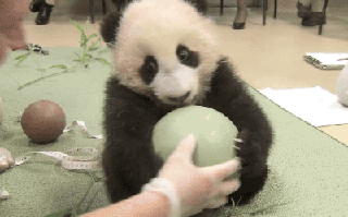 大熊猫 国宝 玩球 不给你玩