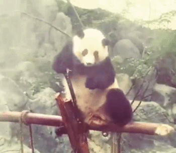 来，一起嗨 大熊猫 爽歪歪 不如跳舞 嗨起来 国宝 动物 冷气