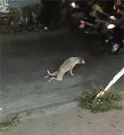 狗狗 爬行 夜晚 摩托车