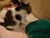 养一只能帮 主人按摩的 猫咪 可爱