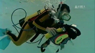 潜水 潜水员 猫咪 酷 氧气瓶 搞笑 diving