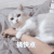 萌宠 猫星人 搞快点 催促 呆萌 可爱