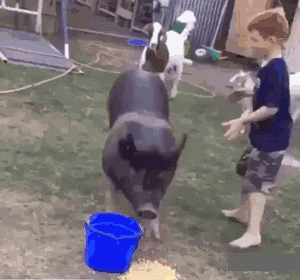 骑猪 欢乐 飞跑 小男孩 欢乐