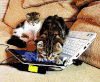 宠物 动物 猫 GIF 萌 gif