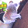 考拉 慢吞吞 可爱