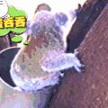 考拉 慢吞吞 可爱