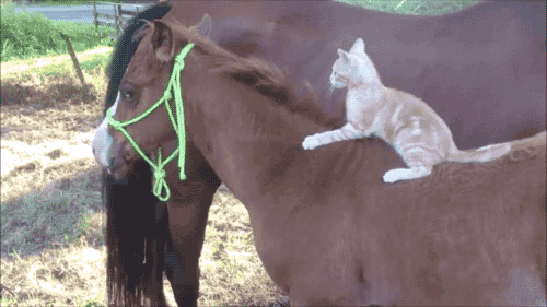 猫咪 骑马 搞笑 咬