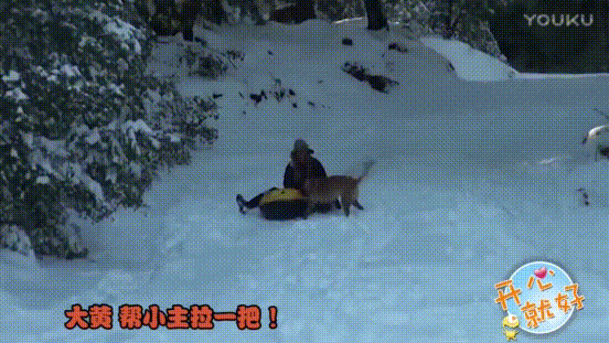 大黄帮小主拉一把 宠物狗 雪地 滑雪