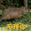 萌宠 水豚 不理你 拒绝 soogif soogif出品