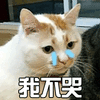 萌宠 猫 喵星人 我不哭 伤心 soogif soogif出品