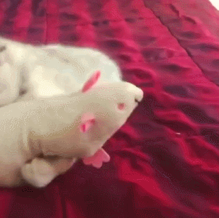 猫咪 玩耍 老鼠玩具 床上 滚下去