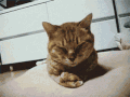 小猫 可爱 萌萌哒 喵星人