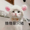 猫咪 喵星人 哼 撸撸是猪 斗图 搞笑 萌萌哒 可爱