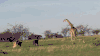 长颈鹿 giraffe