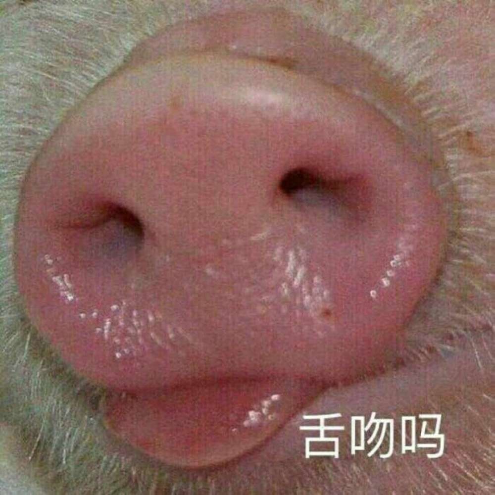 舌吻吗 猪鼻子 伸舌头 搞笑