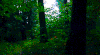 树 森林 trees nature