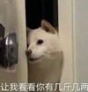 萌宠 汪星人 让我看看你有几斤几两 偷看 搞怪 呆萌