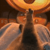 萌宠 猫星人 猫爪 搞怪 呆萌 可爱