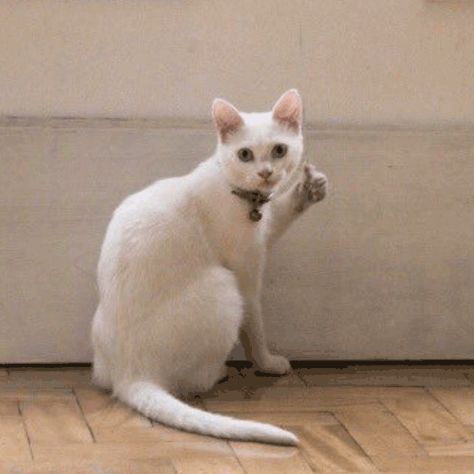 猫咪 点赞 猫猫觉得你很棒 很棒 大拇指
