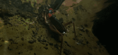 新西兰：地球神秘岛屿 动物 昆虫 潜水 纪录片