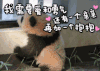 熊猫 伤心