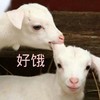 萌宠 小羊 好饿 我尝尝 呆萌 可爱