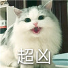 萌宠 猫星人 超凶 生气 呆萌 可爱