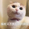 萌宠 猫星人 尴尬而不失礼貌的微笑 假笑 呆萌 可爱