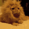 猫咪 打哈欠 可爱 搞笑