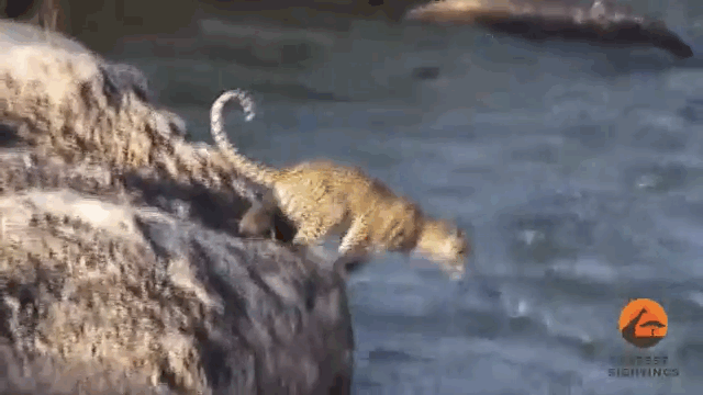河中巨怪 豹子 跳跃 RIVER+MONSTERS