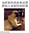 汪星人 注意 巴哥 质疑
