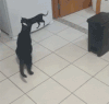 猫咪 小心 抚摸 搞笑