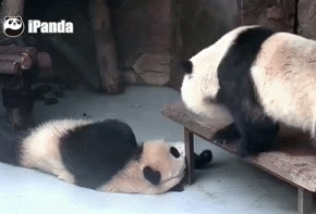 熊猫 国宝 拉屎 搞笑