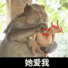 猴子 拔鸡毛 拔毛 他不爱我 搞怪 萌宠 沙雕