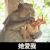 猴子 拔鸡毛 拔毛 他不爱我 搞怪 萌宠 沙雕