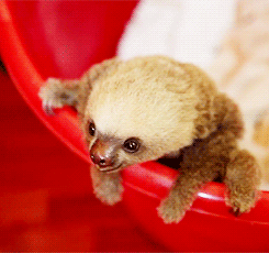 树懒 sloth 攀爬