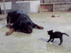 狗狗 猫咪 站起来 萌宠