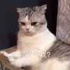 萌宠 猫星人 你又气我 生气 搞怪 逗