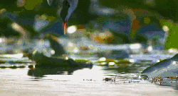多瑙河-欧洲的亚马逊 帅气 捕食 纪录片 鸟