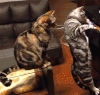 猫咪 淘气 可爱 搞笑