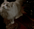 猫咪 萌宠 可爱 喵星人