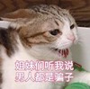 萌宠 喵星人 姐妹们听我说 男人都是骗子 搞怪 逗