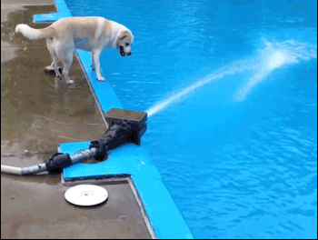 狗狗 泳池 搞笑 落水
