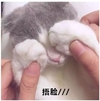 猫咪 可爱 呆萌 斗图 捂脸
