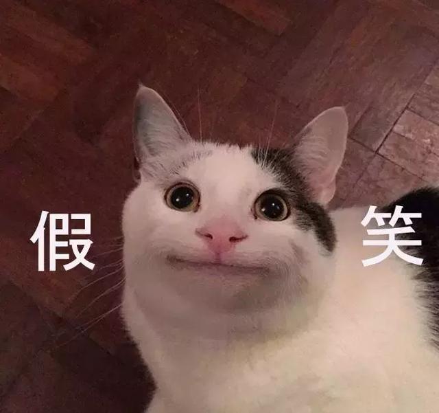 萌宠 猫星人 假笑 哈哈哈 呆萌 可爱