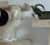 小猫 可爱 黄色 黑色
