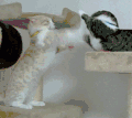 小猫 可爱 黄色 黑色