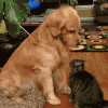 猫咪 小狗 搞笑 可爱 淘气