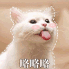猫咪 可爱 呆萌 斗图 略略略
