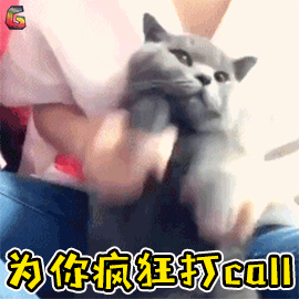 萌宠 猫咪 猫 赞 为你疯狂 打call soogif soogif出品